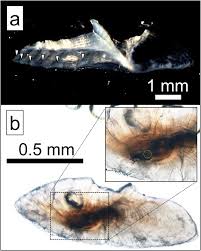 Image result for Platycephalus speculator