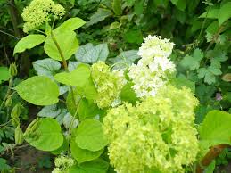 Attēlu rezultāti vaicājumam “Hydrangea arborescens subsp. discolor”