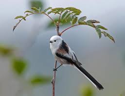 Attēlu rezultāti vaicājumam “Aegithalos caudatus”