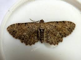 Attēlu rezultāti vaicājumam “Anticollix sparsata”