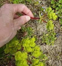 Attēlu rezultāti vaicājumam “Euphorbia helioscopia”