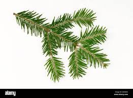 Attēlu rezultāti vaicājumam “Pseudotsuga menziesii”