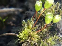 Attēlu rezultāti vaicājumam “Physcomitrium pyriforme”