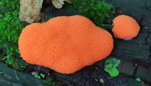 Attēlu rezultāti vaicājumam “Claustria didermoides stalked”