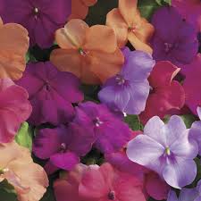 Image result for Impatiens walleriana