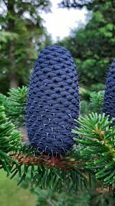 Attēlu rezultāti vaicājumam “Abies”