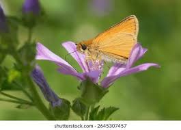 Attēlu rezultāti vaicājumam “Thymelicus lineola female”