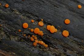 Attēlu rezultāti vaicājumam “Miladina lecithina”