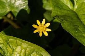 Attēlu rezultāti vaicājumam “Ficaria verna flower”