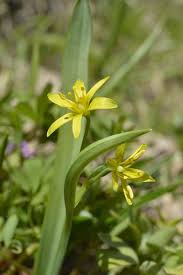 Attēlu rezultāti vaicājumam “Gagea lutea”