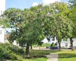 Attēlu rezultāti vaicājumam “Fraxinus excelsior Pendula female flower”