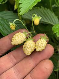 Image result for Fragaria vesca