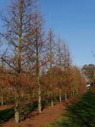 Attēlu rezultāti vaicājumam “Larix kaempferi”