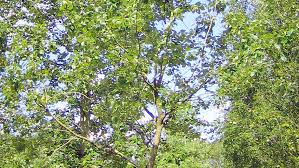 Attēlu rezultāti vaicājumam “Populus x gileadensis”