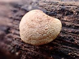 Attēlu rezultāti vaicājumam “Panellus stipticus”