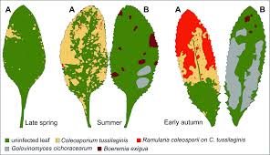 Attēlu rezultāti vaicājumam “Coleosporium sp.”