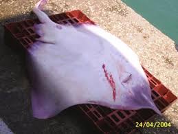 Image result for Rostroraja alba