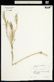 Attēlu rezultāti vaicājumam “Erysimum hieracifolium fruit”