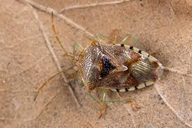 Attēlu rezultāti vaicājumam “Elasmucha grisea imago”