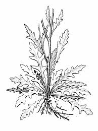 Attēlu rezultāti vaicājumam “Diplotaxis muralis fruit”