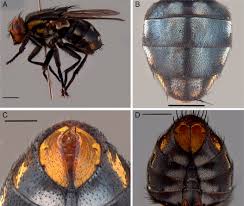 Attēlu rezultāti vaicājumam “Sarcophagidae”