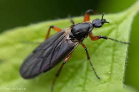 Attēlu rezultāti vaicājumam “Bibionidae”