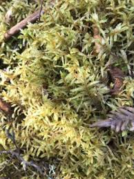 Attēlu rezultāti vaicājumam “Anastrophyllum minutum”