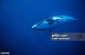 Image result for Balaenoptera acutorostrata