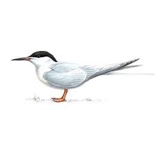 Image result for Sterna dougallii