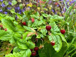 Attēlu rezultāti vaicājumam “Fragaria vesca fruit”