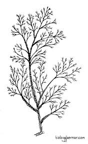 Attēlu rezultāti vaicājumam “Rhodophyta”