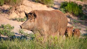 Bildresultat för pigs