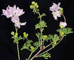 Image result for Malva moschata
