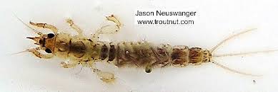 Attēlu rezultāti vaicājumam “Ephemera sp.”