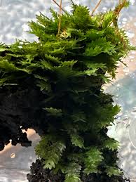 Attēlu rezultāti vaicājumam “Fissidens taxifolius”