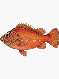 Image result for Sebastes