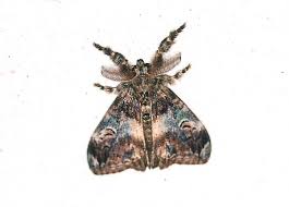 Attēlu rezultāti vaicājumam “Lymantriidae”