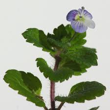 Attēlu rezultāti vaicājumam “Veronica persica”