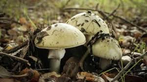 Attēlu rezultāti vaicājumam “Amanita phalloides”