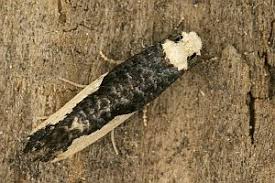 Attēlu rezultāti vaicājumam “Monopis monachella”