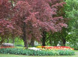Attēlu rezultāti vaicājumam “Fagus sylvatica fo. purpurea male flower”