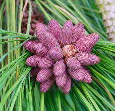 Attēlu rezultāti vaicājumam “Pinus ponderosa fruit”