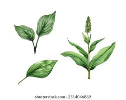 Attēlu rezultāti vaicājumam “Plantago media”