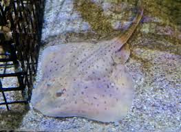 Image result for Leucoraja