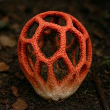 Attēlu rezultāti vaicājumam “Clathrus ruber”