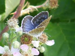 Attēlu rezultāti vaicājumam “Maculinea alcon underside”