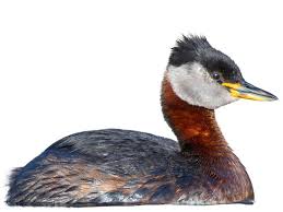 Image result for Podiceps grisegena