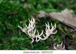 Attēlu rezultāti vaicājumam “Lentaria”