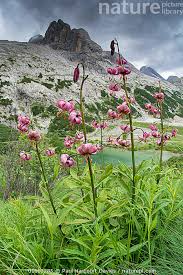 Attēlu rezultāti vaicājumam “Lilium martagon”