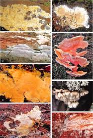 Attēlu rezultāti vaicājumam “Anomoporia bombycina”